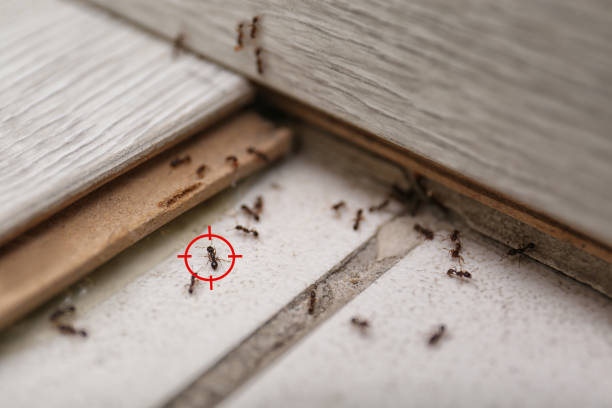 Best Ant Control Services  in Henderson, LA
