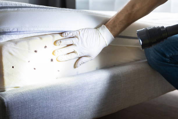 Flea Control Services in Henderson, LA
