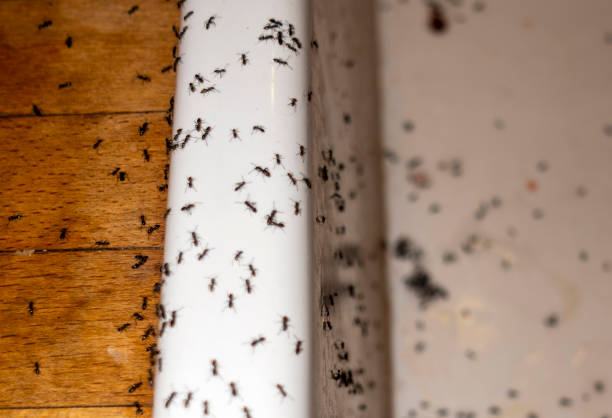 Reliable Henderson, LA Pest Control Solutions