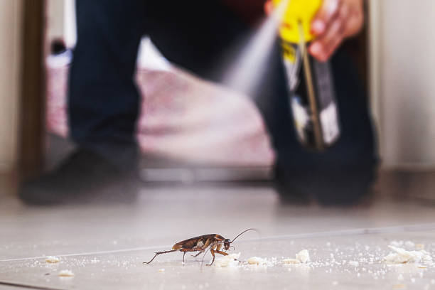 Best Pest Control Treatment  in Henderson, LA